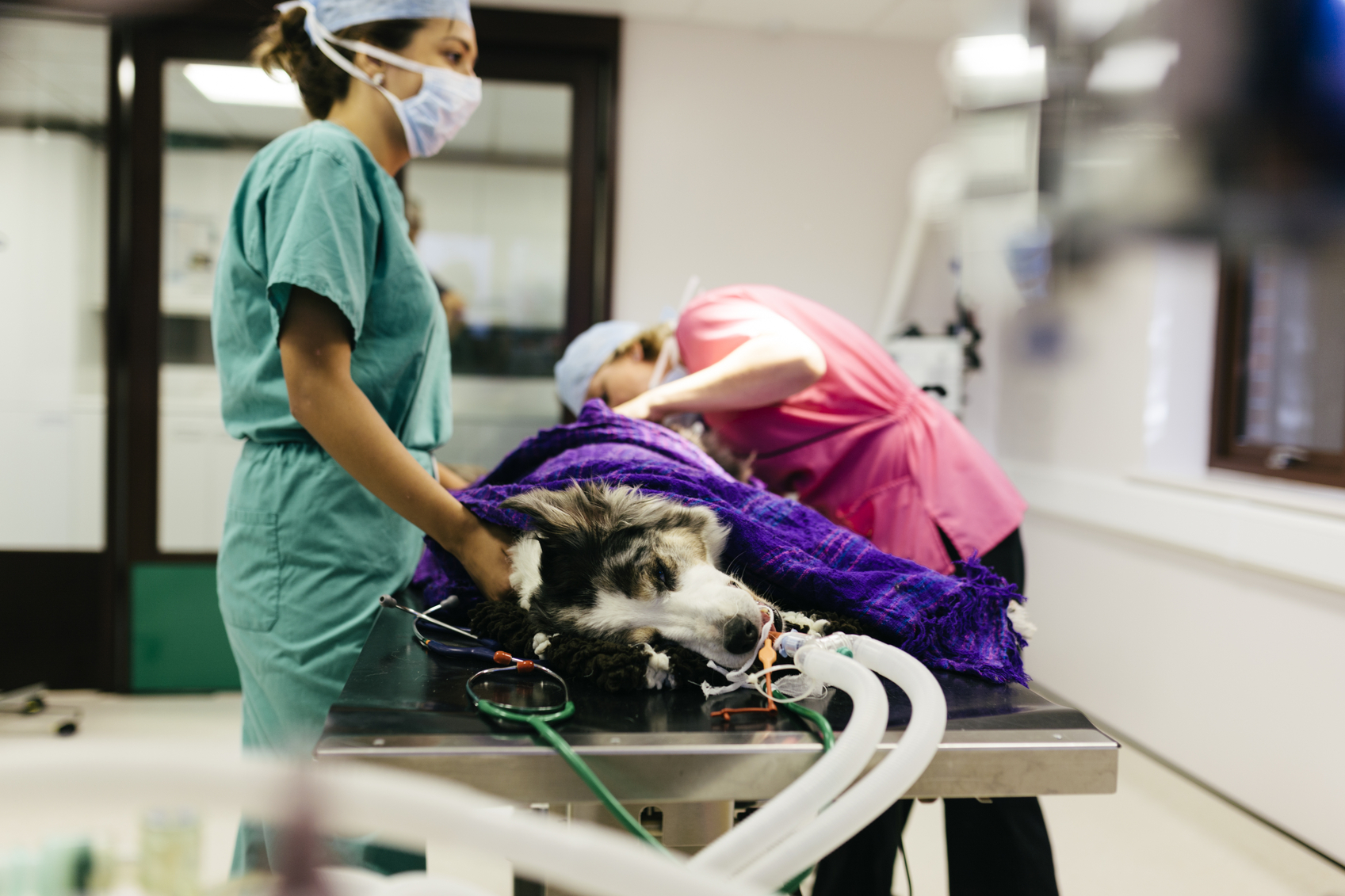 A dog in surgery in a Veterinary Hospital.